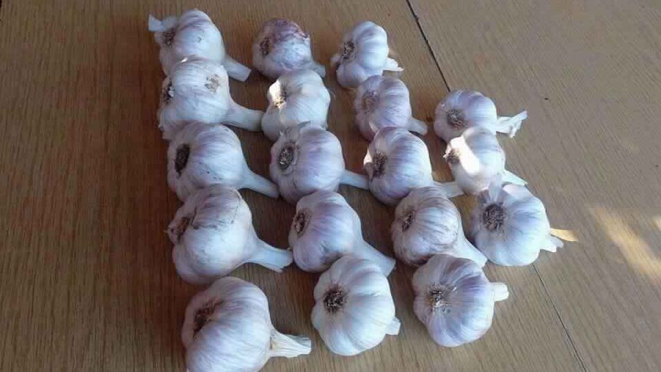 Egypt-ISO-certification-fresh-wholesale-garlic (3)