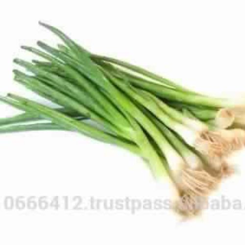 Spring fresh white onion