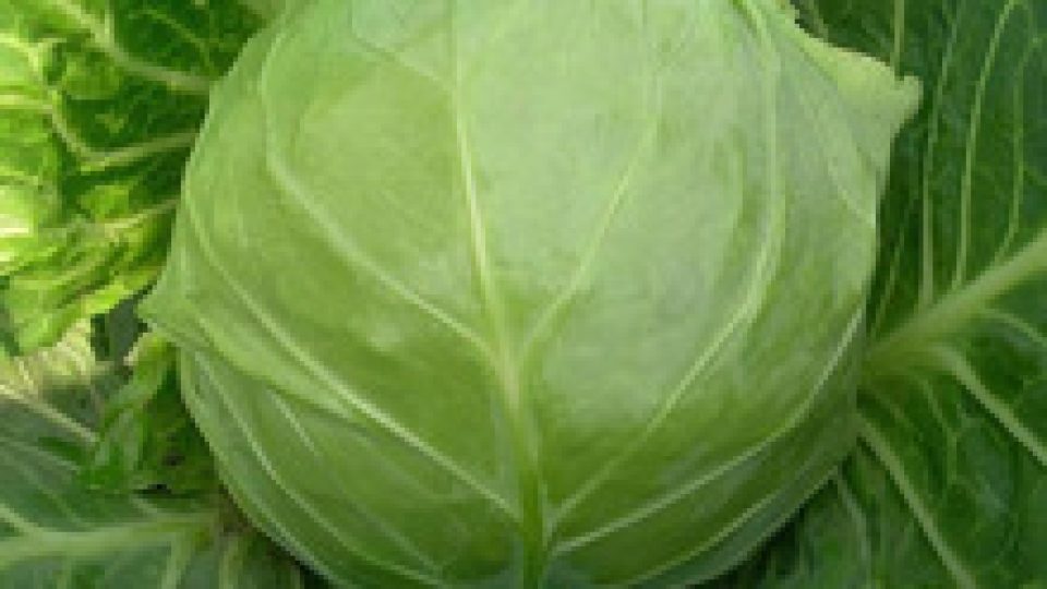 wholesale-egypt-fresh-cabbage-prices.jpg_220x220
